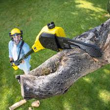 How Our Tree Care Process Works  in  Fitchburg, WI