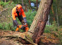 Fitchburg, WI Tree Removal Services Company